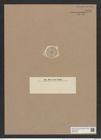 Coscinodiscus senarius A. Schm. (de-Toni-Nr.: Genus 202, Species 4955) Zeichnungen Sammlung Grunow Nr. 8550 (NHMW-BOT-W0378187)